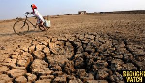 Drought urges govt to experiment with GM crops 