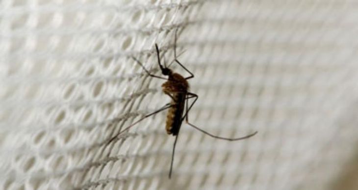 Mosquito, Photo: PTI
