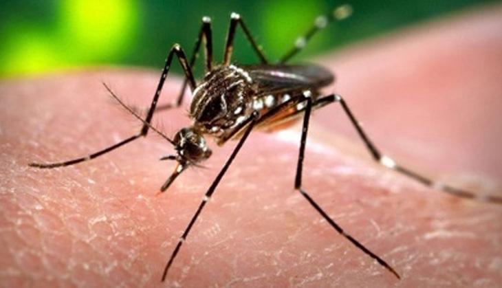 mosquito