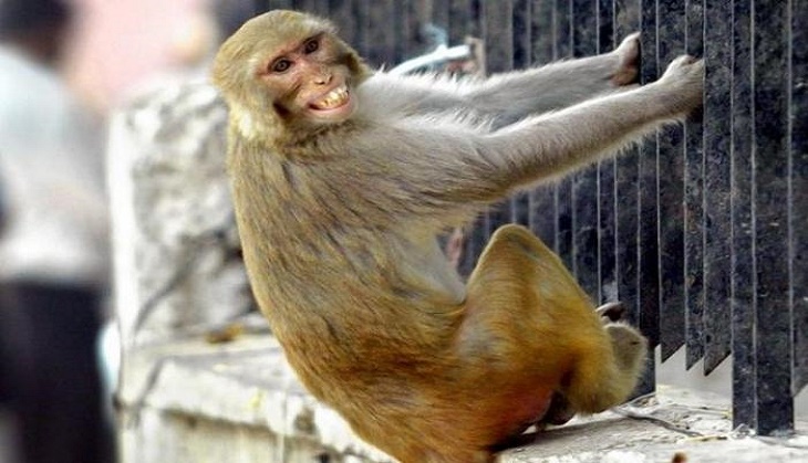 UP: Monkeys attack lab technician, run away with samples of suspected coronavirus patients