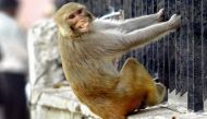 MP woman files complaint against monkey for mobile theft 