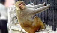 UP: Monkeys attack lab technician, run away with samples of suspected coronavirus patients