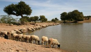 Jaisalmer villager's letter: lessons on how to survive water scarcity 