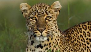 Villagers brutally beat leopard to death in Gujarat 