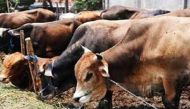 Delhi-bound truck carrying over 10 tonnes of 'beef' seized on Yamuna Expressway 