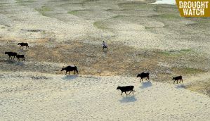 Drought Diary: Gujarat govt in denial; wheat crop fails in Uttar Pradesh 