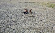 Karnataka CM seeks Rs 12,272 crore from centre to tackle drought situation 