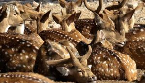 Death toll of spotted deer in Delhi Zoo reportedly up to 46; Authorities say otherwise 