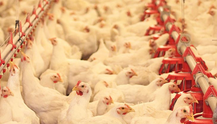 poultry