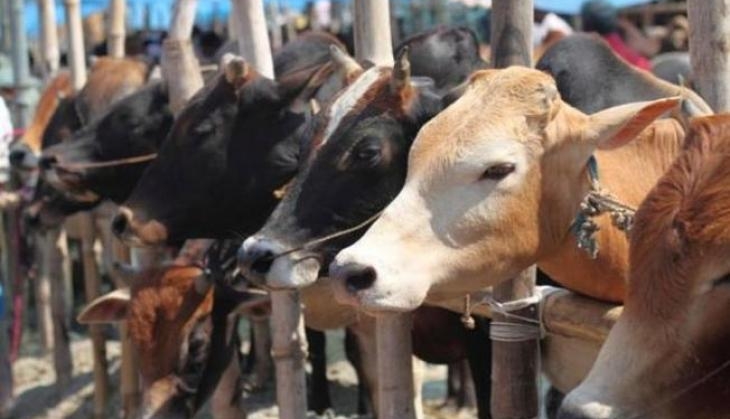 Cow