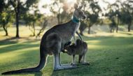 Why is Australia killing almost 2000 kangaroos? 
