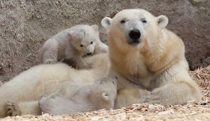Polar bears: climate change is a bigger threat than trophy hunting 