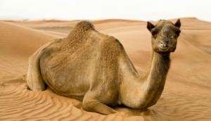 Australia: 10,000 camels' life at risk, likely to be shot dead due to drought 