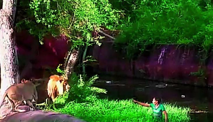 Man jumps into lions' enclosure in Hyderabad Zoo