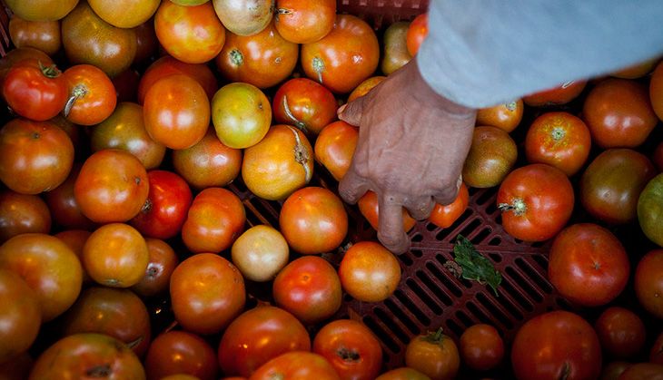 India may pay a huge price for adopting GM crops