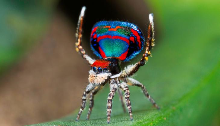 Watch: These peacock spiders will leave you spellbound 
