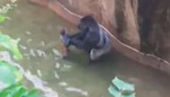 Outrage brews after Gorilla shot dead in Cincinnati Zoo to save toddler 