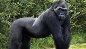 Harambe the gorilla put zoo in a lose-lose situation - by being himself 