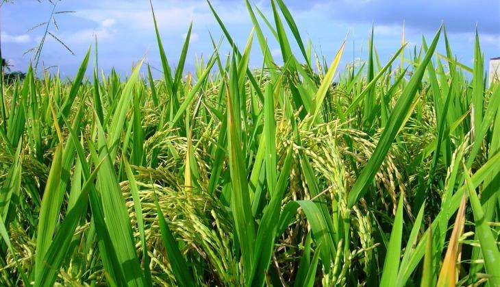 UP Dairy Development Minister Lakshmi Narain Chaudhary seeks relief against crop loss