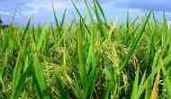 Minimum support prices for 2023-24 Kharif crops increased