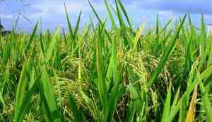 Minimum support prices for 2023-24 Kharif crops increased