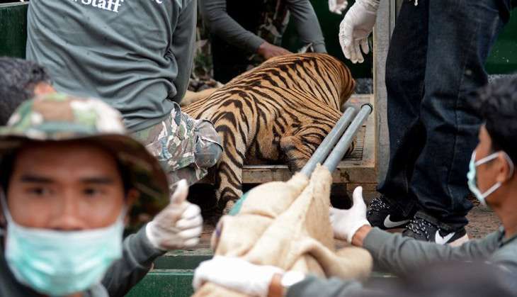 THAI TEMPLE/TIGERS/ GETTY IMAGES