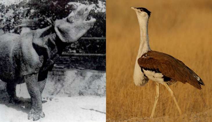 Extinct species-world-environment-day.jpg