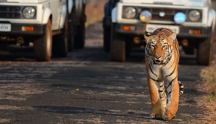 World Environment Day: tiger numbers on the rise, but so are threats 