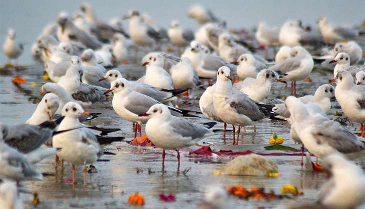 birds-lead-gettyimages-525273824.jpg