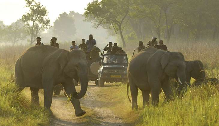 Tiger tourism at Jim Corbett Ramakrishna Upadhya