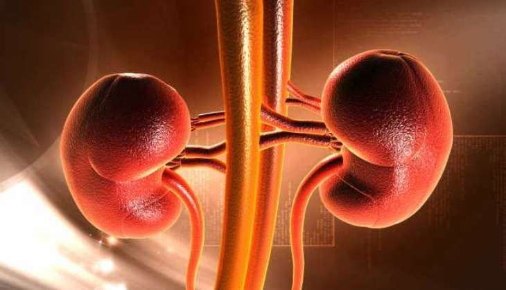kidney - main