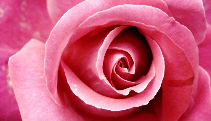 rose flower.jpg