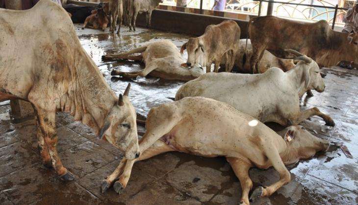 Ayodhya: Horrifying! Man caught on camera raping cows at cattle shelter; thrashed by volunteers, arrested