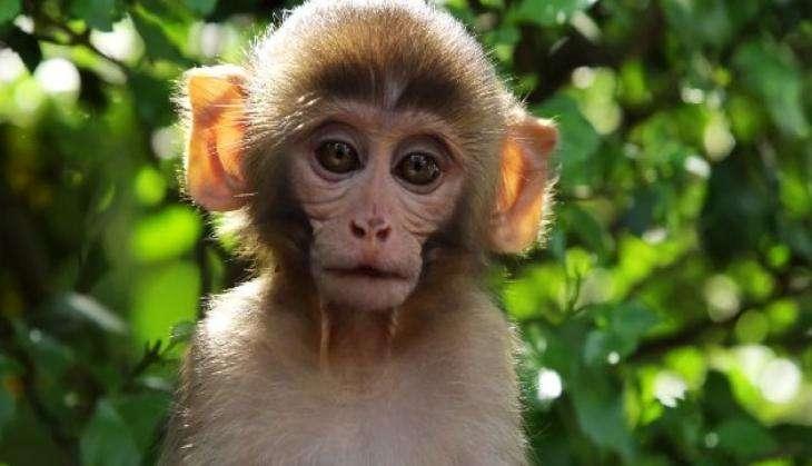 monkey in china