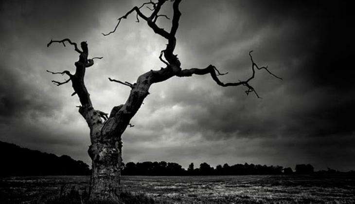 Russian couple spends 10 days on tree without eating food; know shocking reason