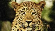 Tamil Nadu: Leopard stuck in slush dies after 15 hours 