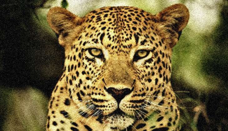 leopard