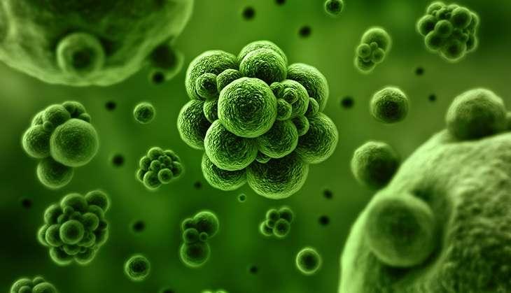 Bacteria