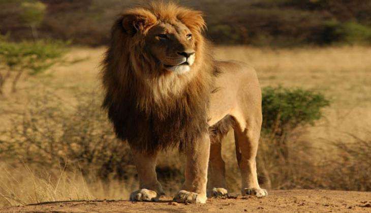 gir lion