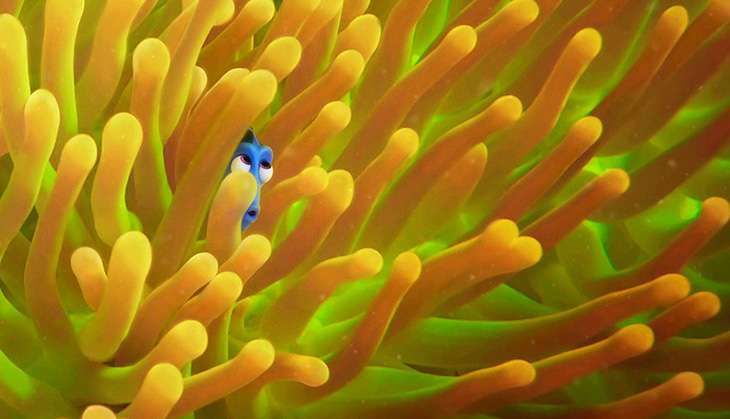 Finding Dory