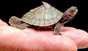 Uttarakhand: Teen caught selling protected turtles on OLX.com 