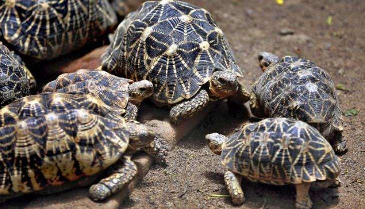 turtle