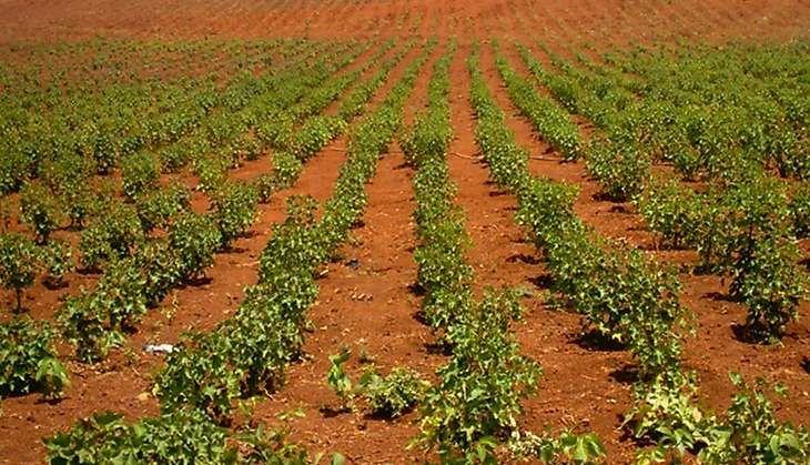 Plantations