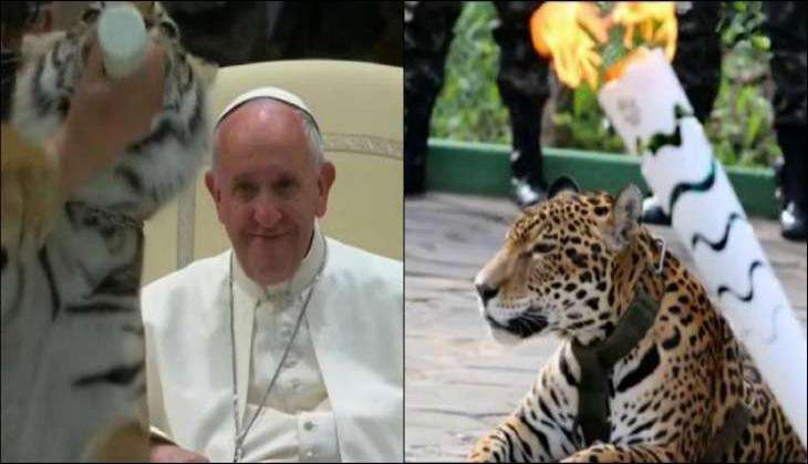 From Pope Francis' tiger cub to Rio Olympics' jaguar, how long will we mistreat animals for  amusement? 