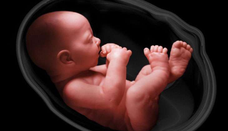 embryo