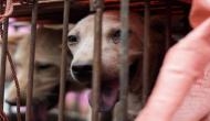 China: Controversial dog meat festival kicks off in Yulin despite country's drive to discourage consumption