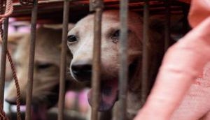 China: Controversial dog meat festival kicks off in Yulin despite country's drive to discourage consumption