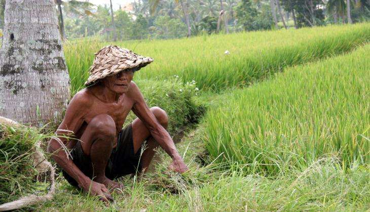 Farmer/ wikicommons