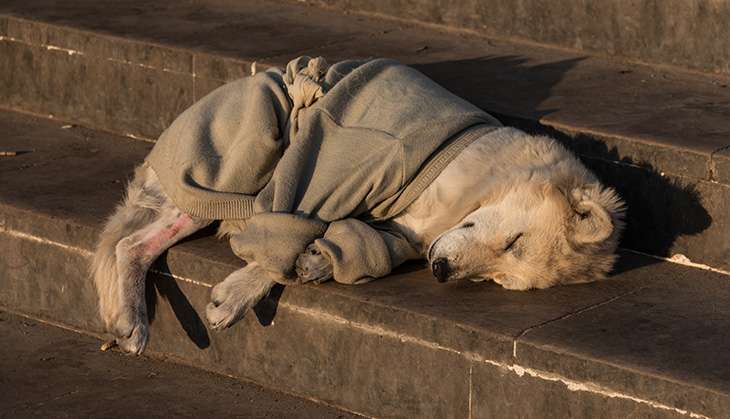 Shocking CCTV footage captures man allegedly raping stray dog in Bihar