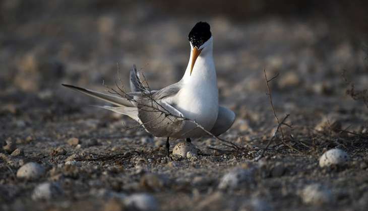 NATURE-bird_LEAD